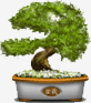 bonsai